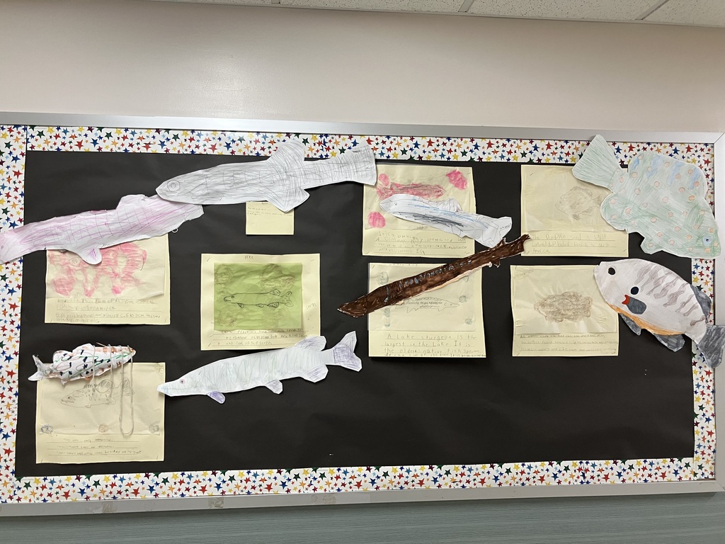 : A classroom bulletin board with a black background and a colorful star-patterned border. It displays multiple elementary school student projects about various fish species. Each project includes a hand-drawn or colored paper fish cutout pinned alongside a sheet of paper with handwritten facts. Featured fish include a long, slender pike, a round sunfish, and a lake sturgeon. 