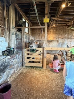 Students sit and kneel inside a barn while watching a large dairy cow resting in its stall during a farm tour.