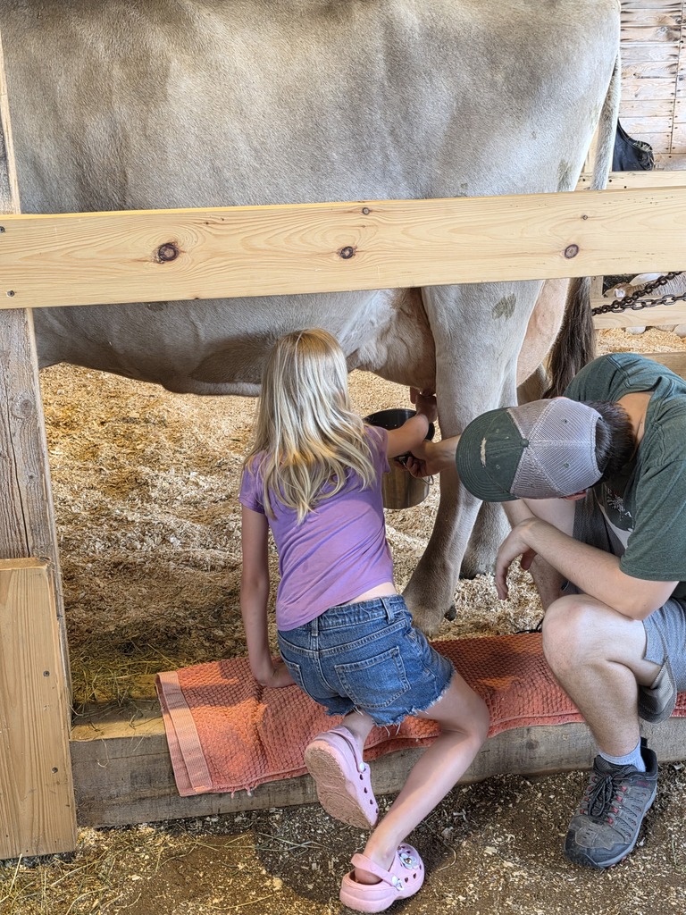 A student kneels beside a large dairy cow and practices hand-milking with assistance from a farm educator during a hands-on Shelburne Farms activity.