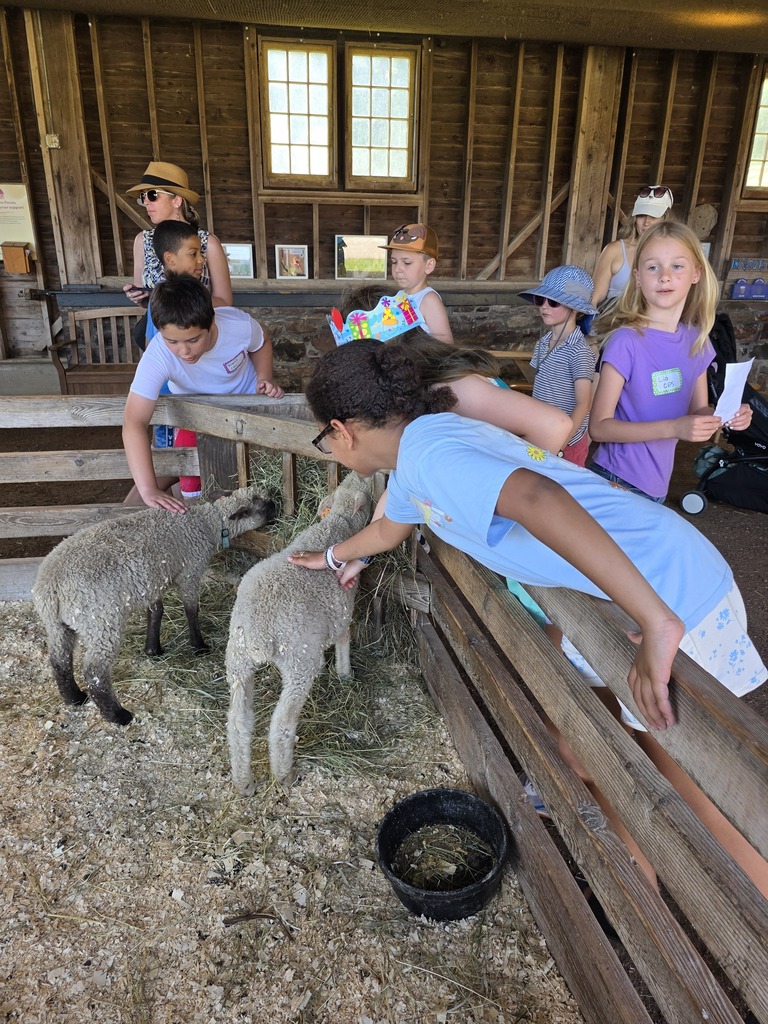 Several Castleton Elementary third graders gather around a wooden pen inside a barn, gently petting and observing two lambs while chaperones look on.