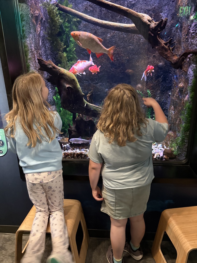 Two young girls with long blonde hair look into a brightly lit aquarium tank from behind. One girl stands on a wooden stool to get a closer look. Inside the tank, several large goldfish and reddish-pink fish swim around large pieces of submerged driftwood and green aquatic plants.