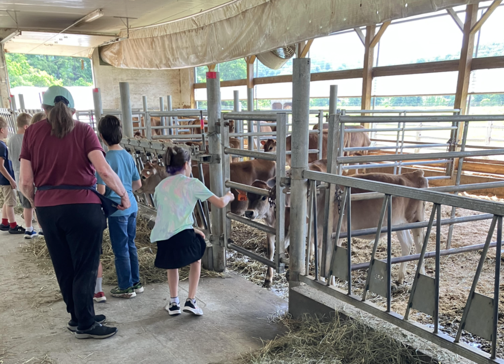 Students and an educator walk through a dairy barn aisle, stopping to observe and pet several Jersey calves standing in their pens.