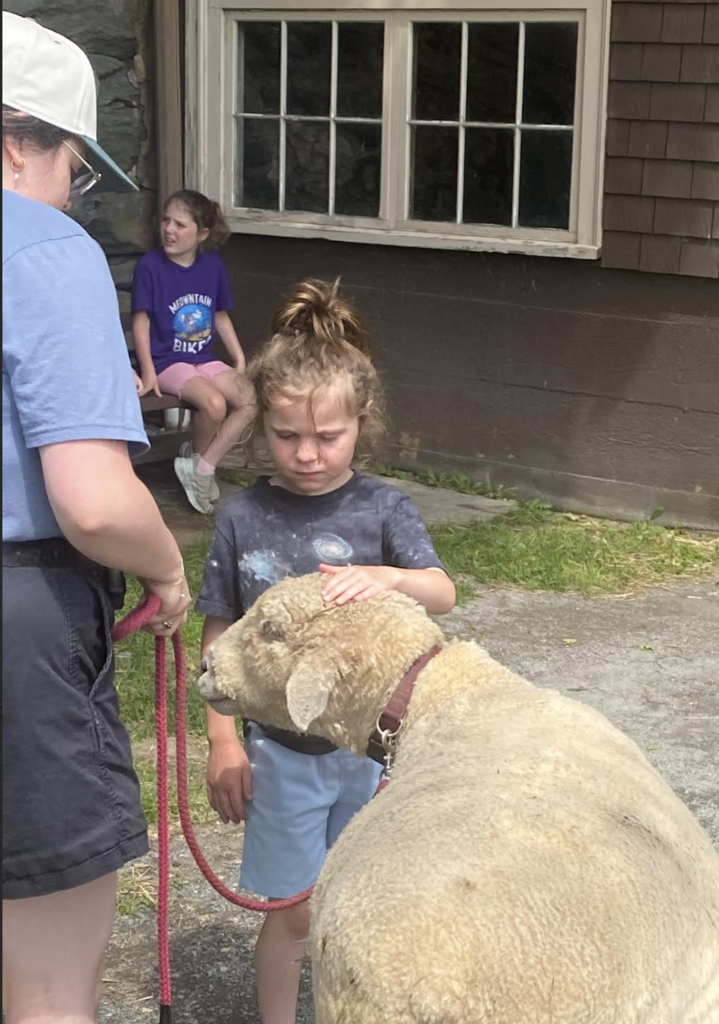A young student gently pets a sheep while standing beside a Billings Farm staff member holding the animal on a lead rope.