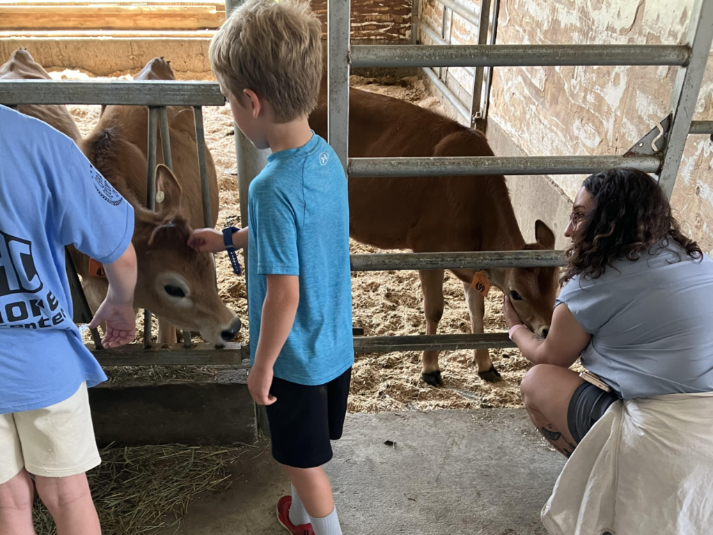 A student reaches through a fence to gently pet a calf while another adult crouches nearby interacting with a second calf in a livestock barn.