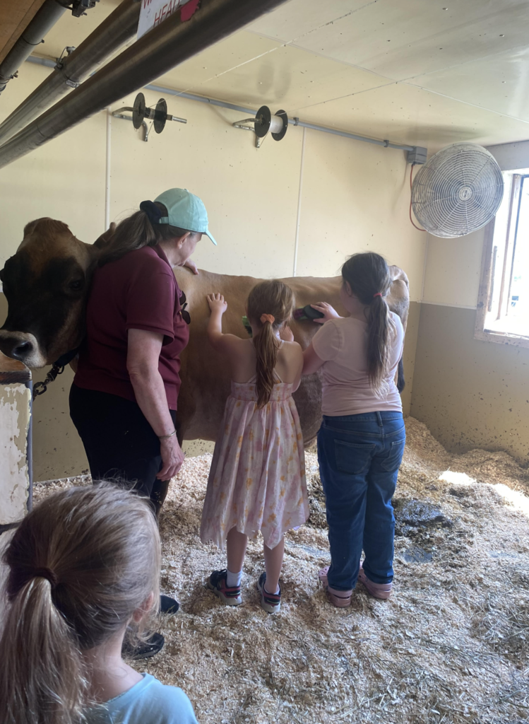 Two students brush a Jersey cow inside a barn while a Billings Farm educator supervises and explains proper animal care.