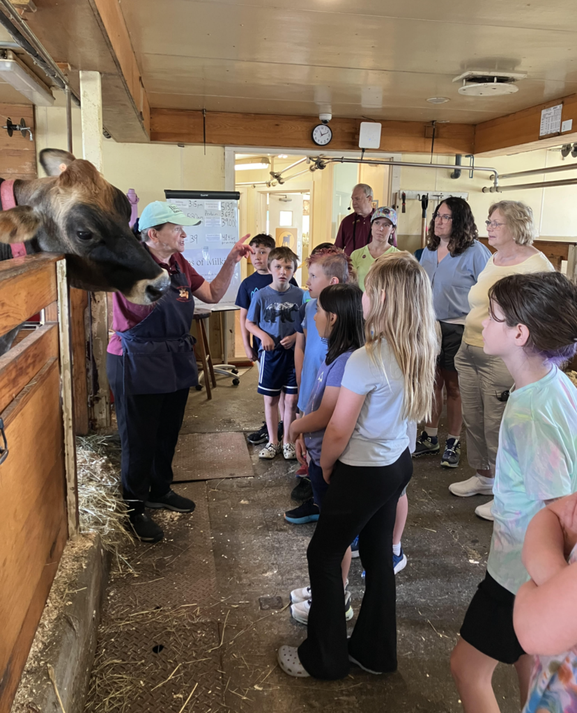 Students and adult chaperones stand inside a dairy barn listening to a Billings Farm educator explain farm operations beside a Jersey cow in its stall.