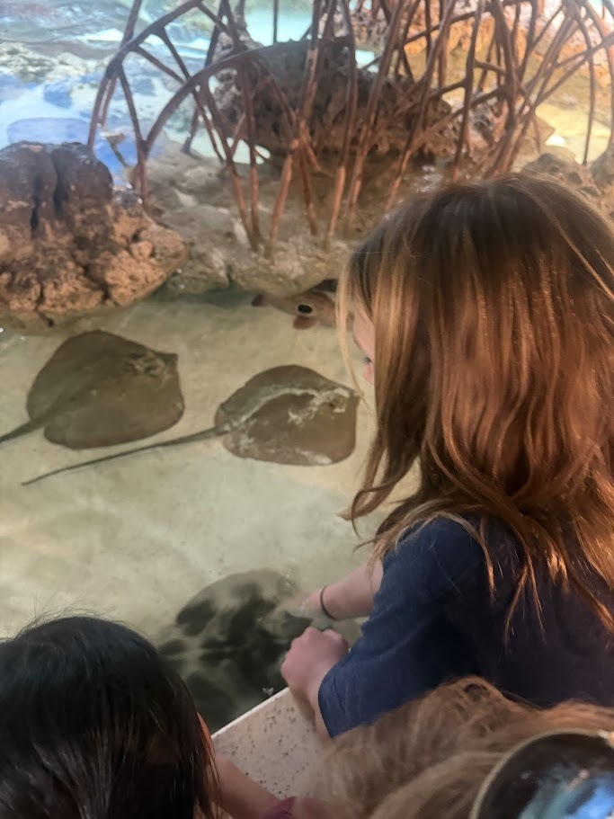 Students gather around a touch tank exhibit, carefully reaching toward marine animals while observing stingrays and other sea life in a shallow aquarium habitat.