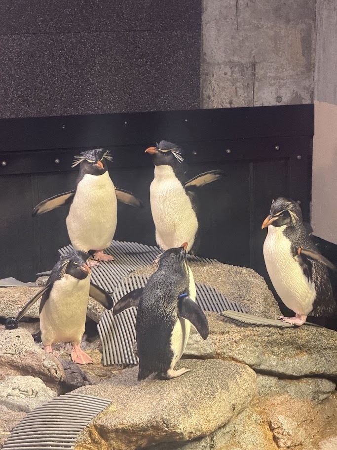 Five rockhopper penguins stand on rocky terrain inside an aquarium habitat. The penguins display their distinctive yellow crest feathers and orange beaks.