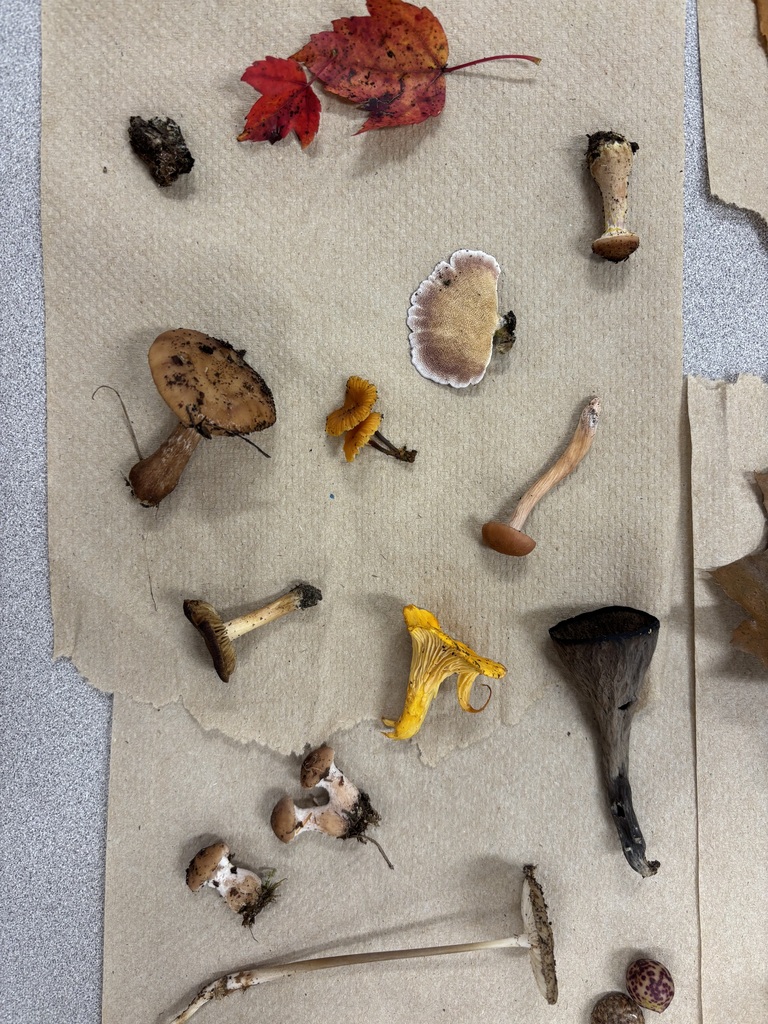 A close-up view of several distinct types of mushrooms—including a bright yellow chanterelle and red maple leaves—arranged on craft paper for identification.