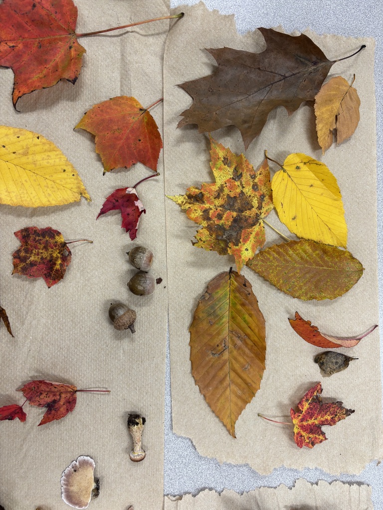A collection of colorful autumn leaves (yellow, red, and brown), three acorns, and small mushroom specimens organized on paper sheets.