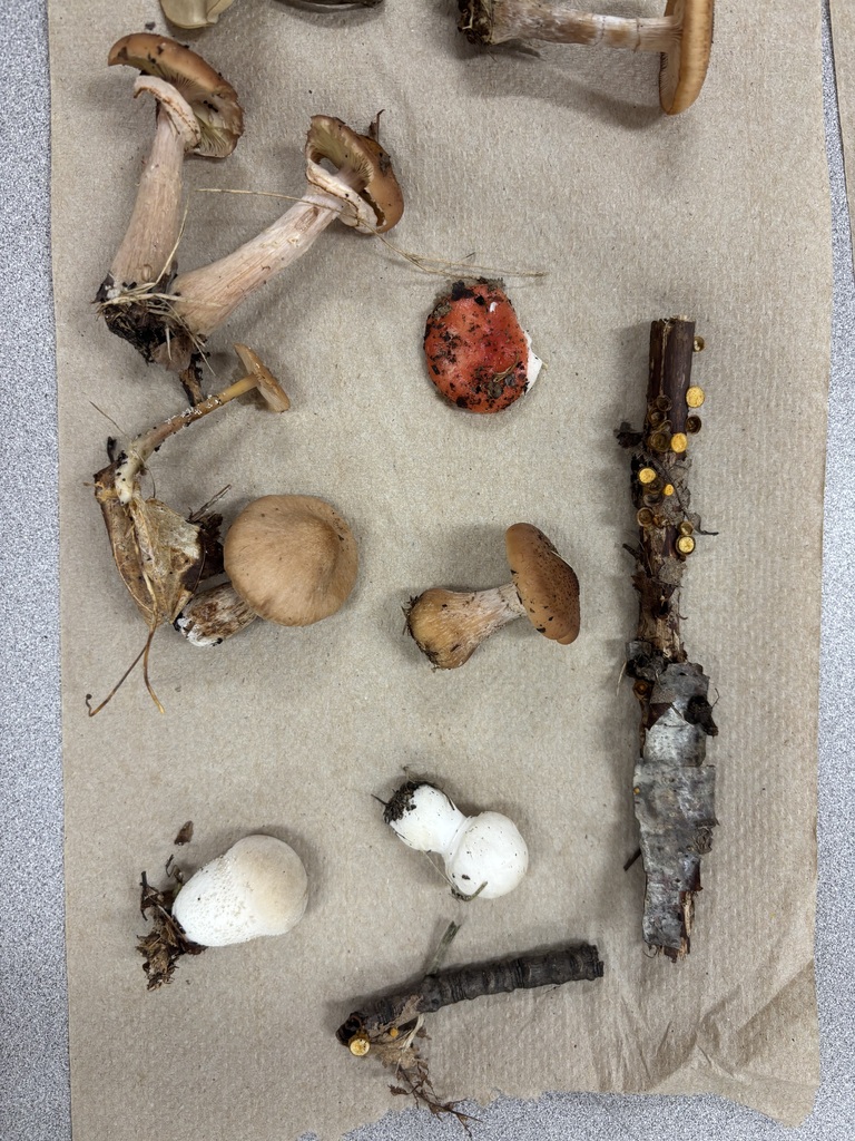 A top-down close-up view of various wild mushrooms, small tree branches, and fungi samples laid out neatly on brown paper.