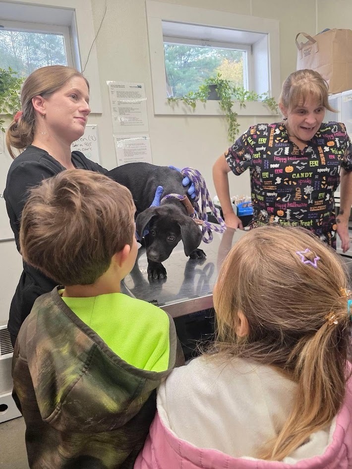 Veterinary staff members demonstrating how to examine a small black puppy on an examination table in front of two curious students.