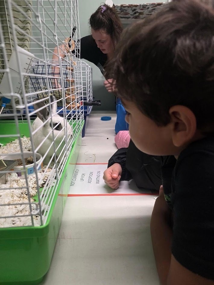 A young boy leaning in closely to observe a white rabbit inside a wire cage.