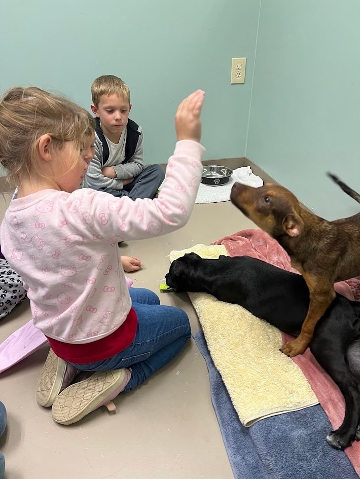 A young girl reaching out her hand toward a friendly brown puppy standing near a black puppy on a blanket.