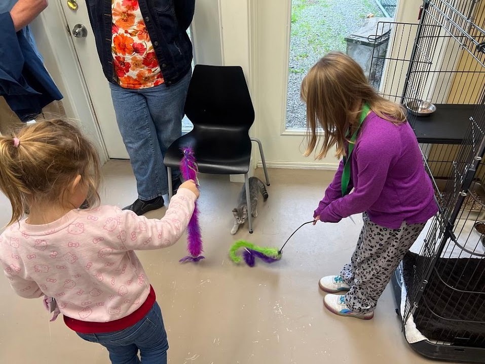 Two young girls playing with a small gray kitten using feather wand toys.