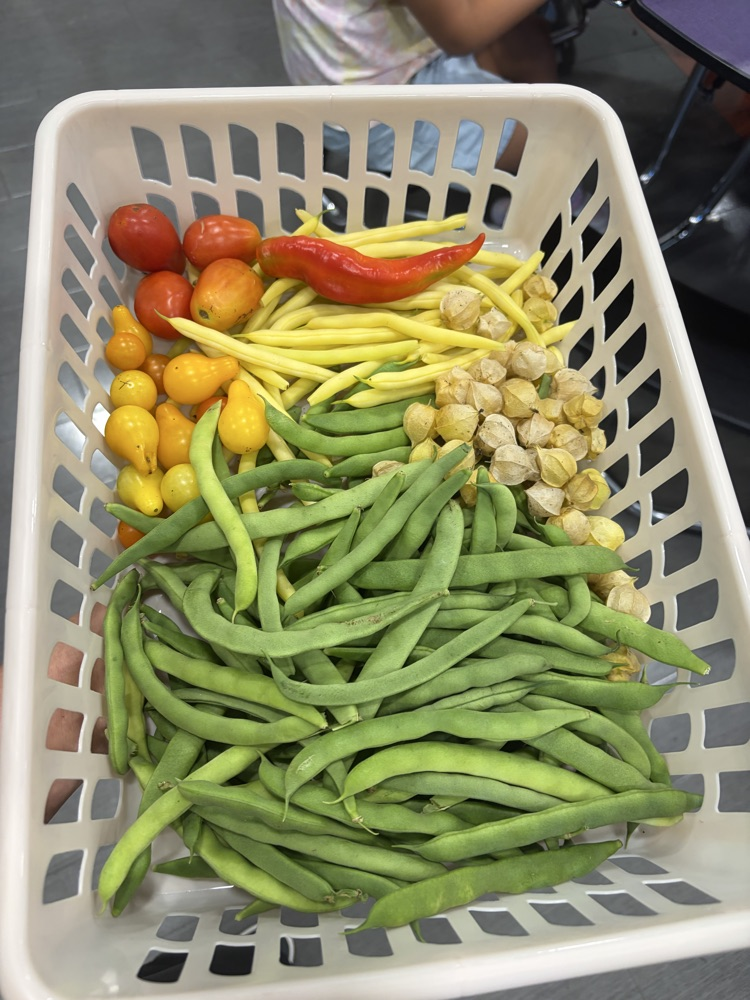 harvested from the LaPerche Garden