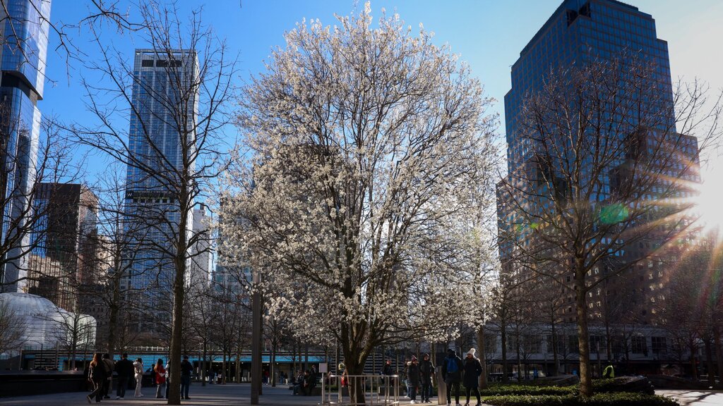 9/11 survivor tree