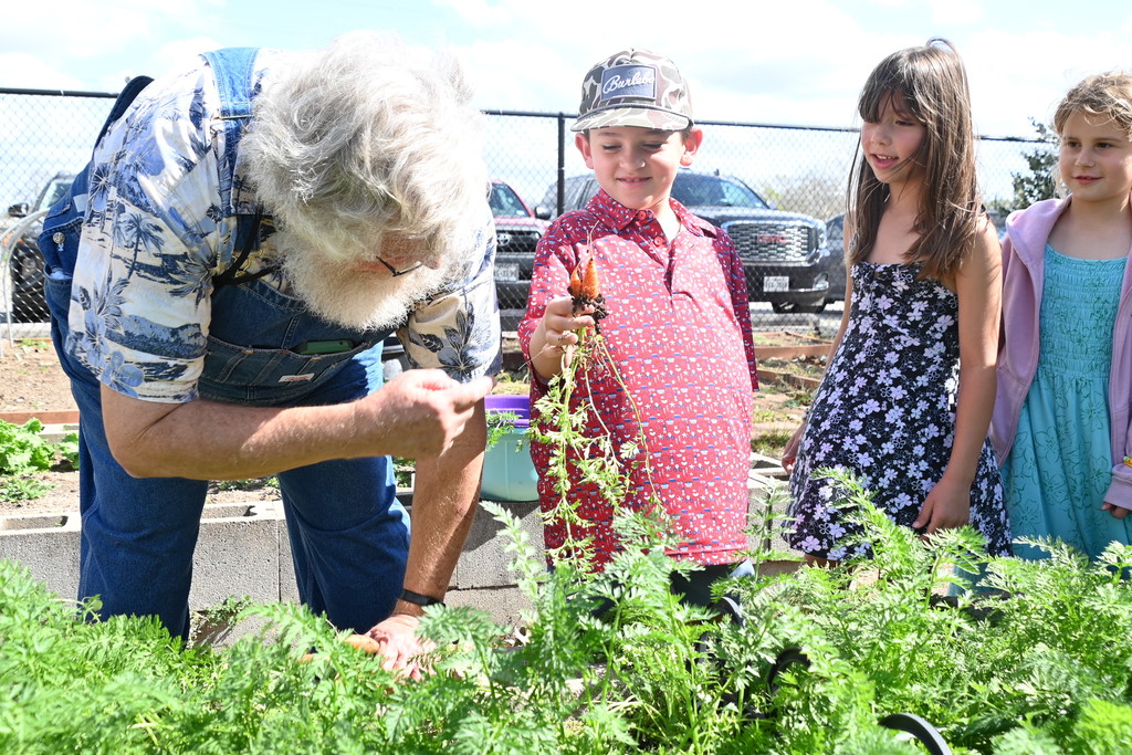 students and gardener pulling carrot plants out of garden