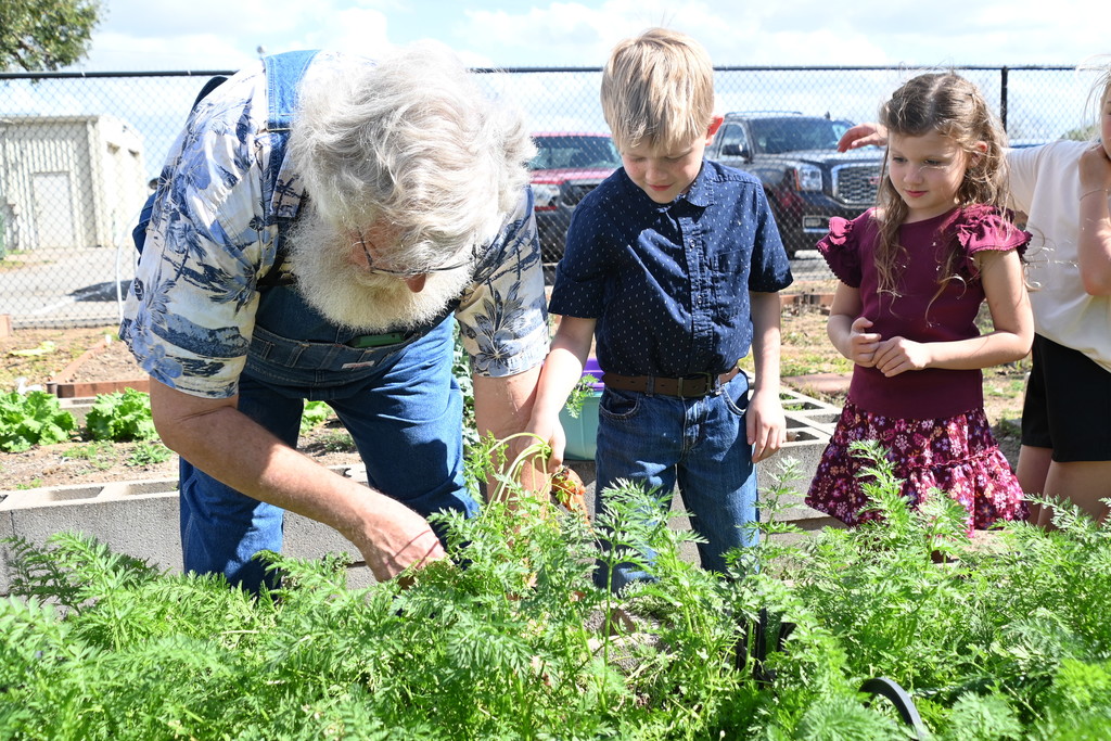 students and gardener pulling carrot plants out of garden