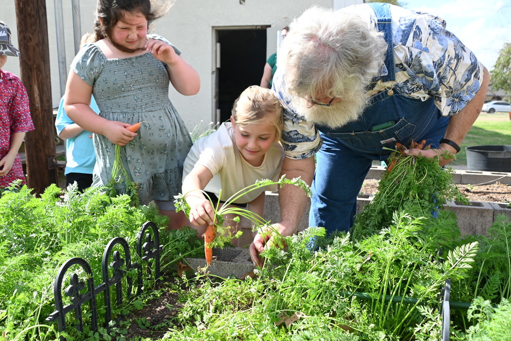 students and gardener pulling carrot plants out of garden