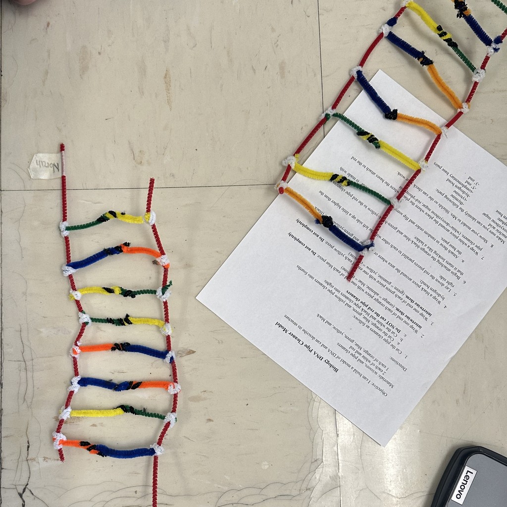 Pipe cleaner DNA models with the paper of instructions
