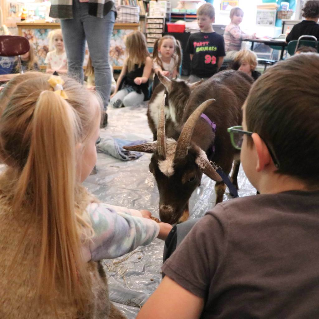 Kindergarteners feed a goat