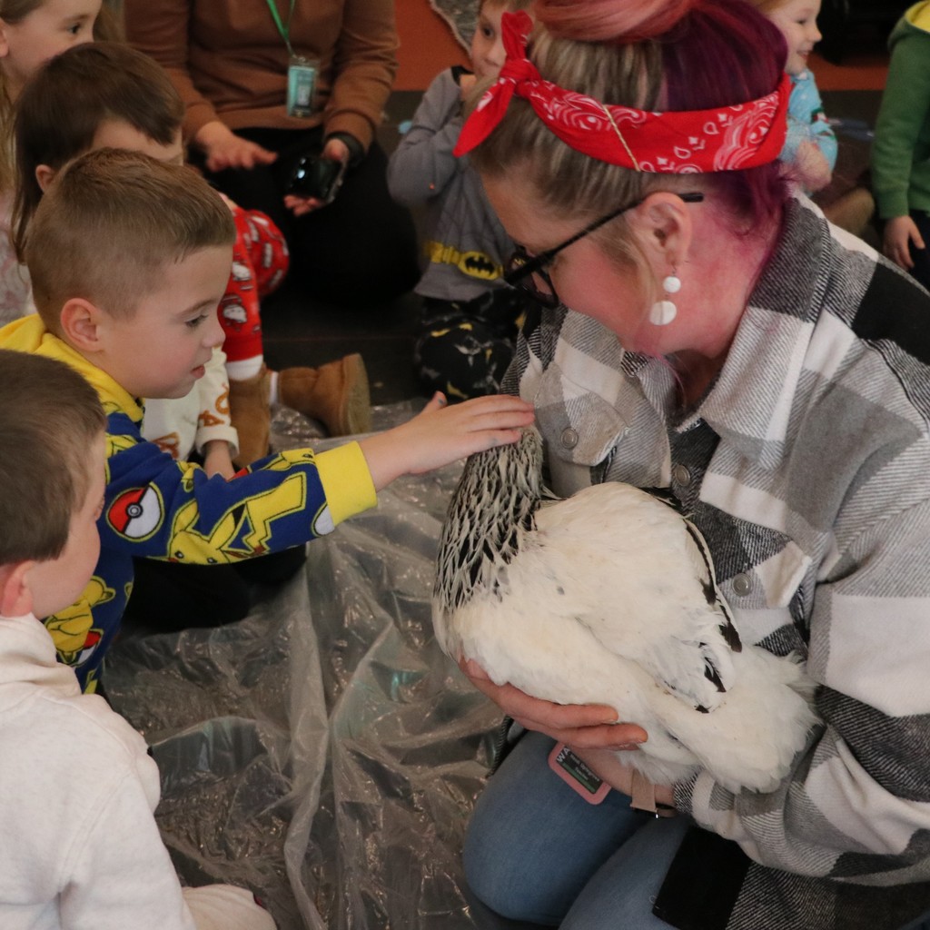 Kindergarten boys pet a chicken