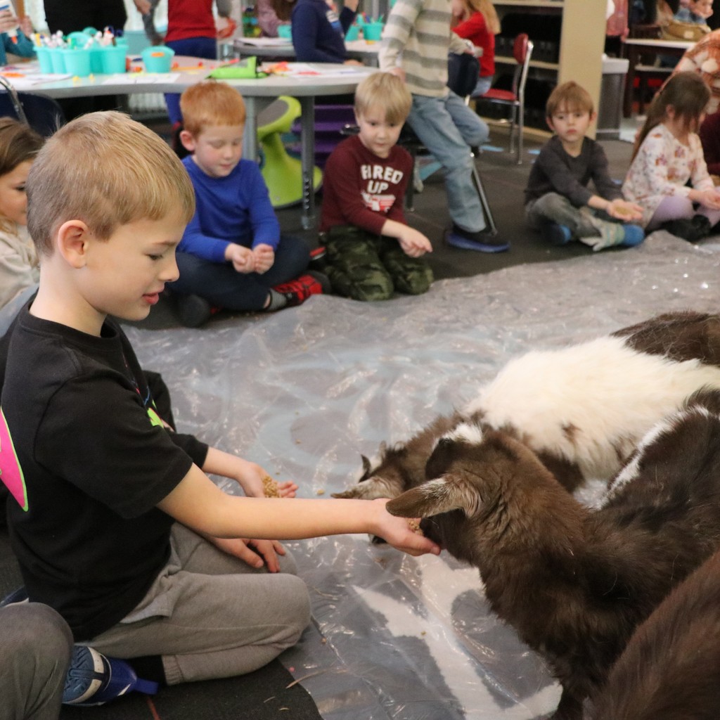 Kindergarten boys pet and feed a baby goat