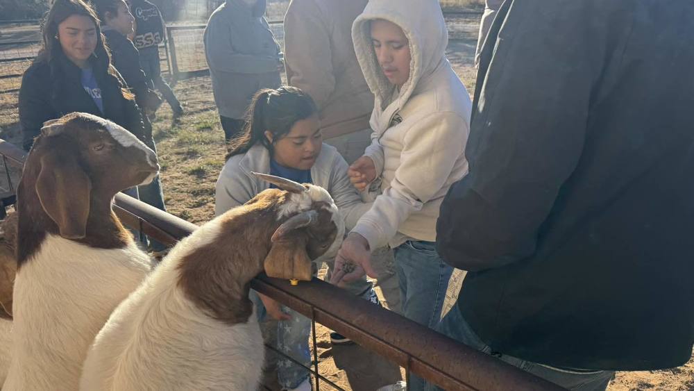 students feeding goats