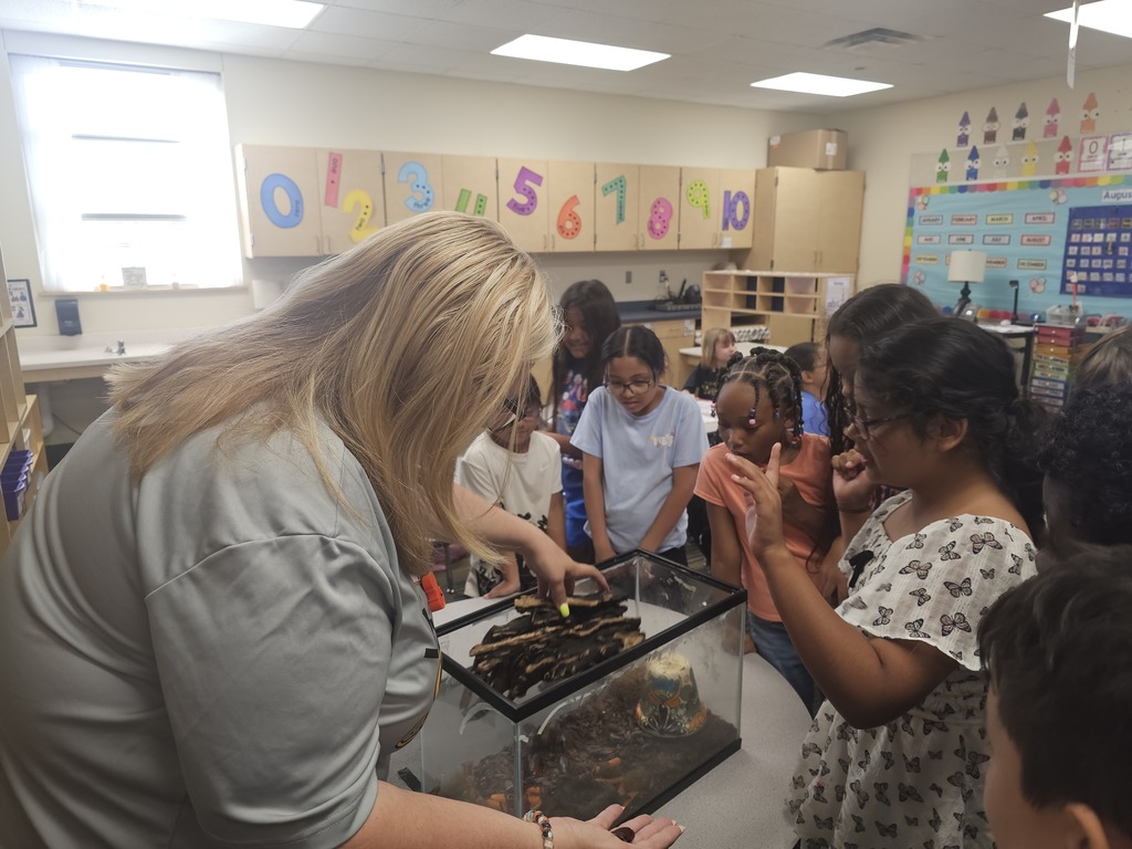 students looking at hissing cockroaches