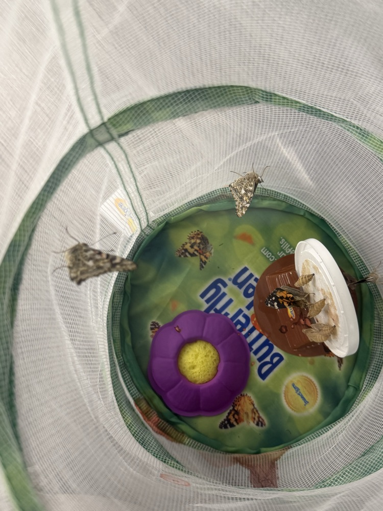 butterfly’s