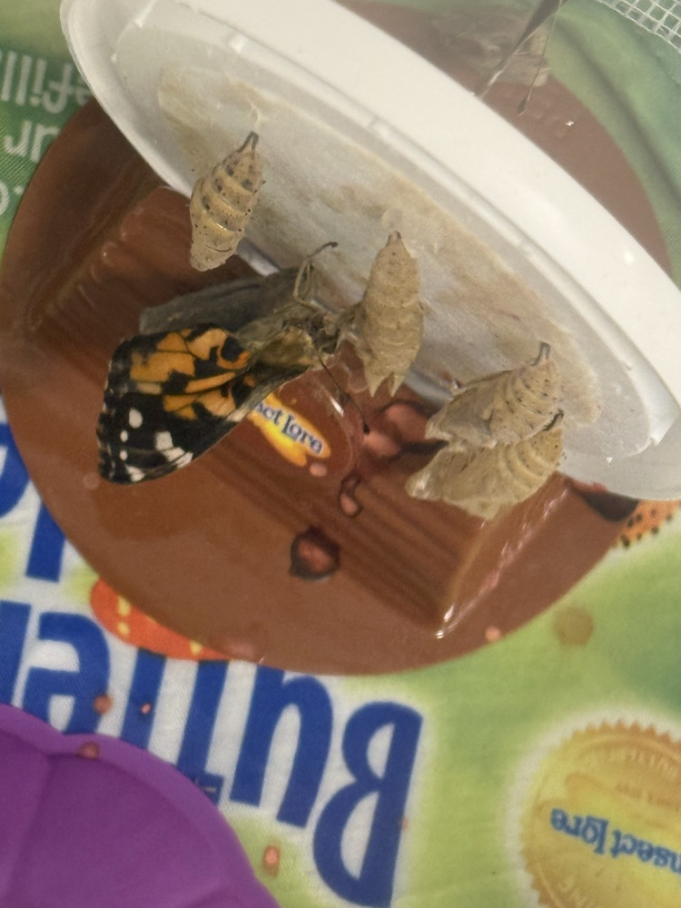 butterfly’s