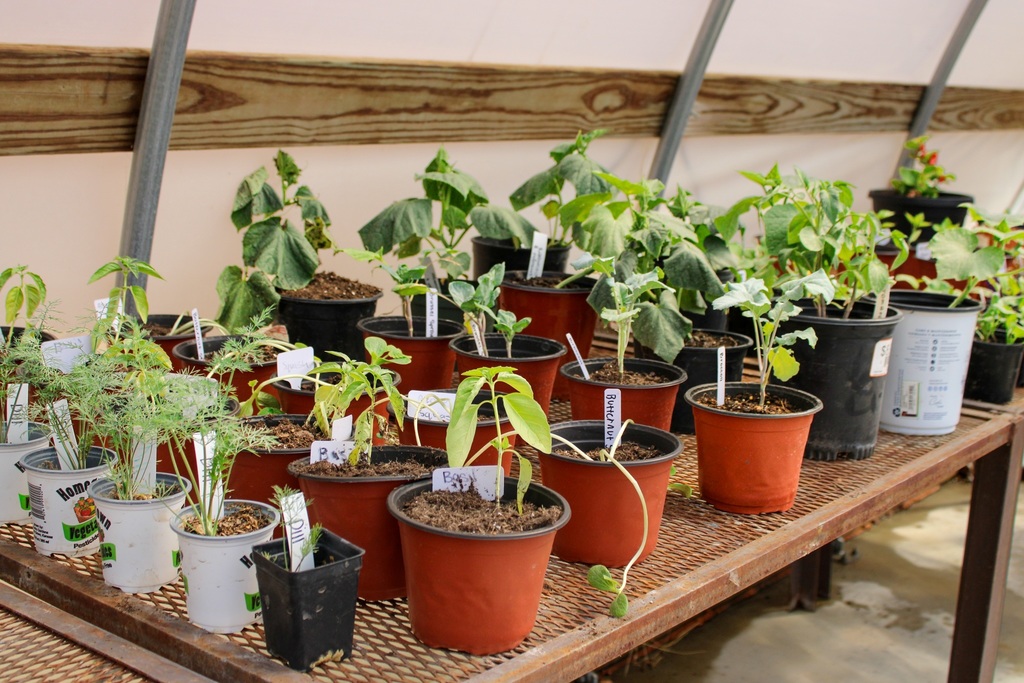 table with variety of potted plants