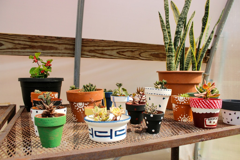 table with potted succulents