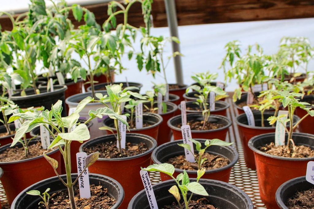 sprouting tomato plants