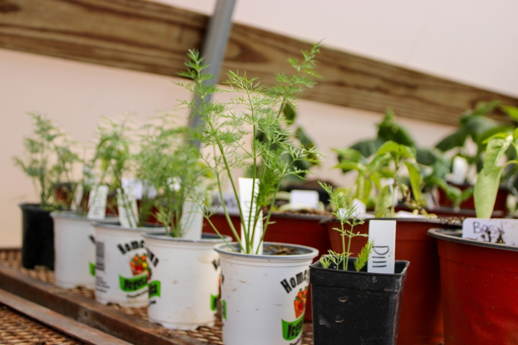individually potted dill plants currently sprouting