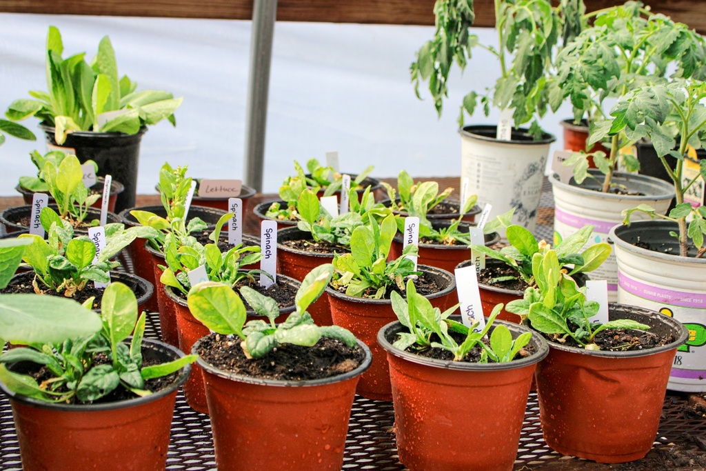 individually potted spinach plants currently sprouting
