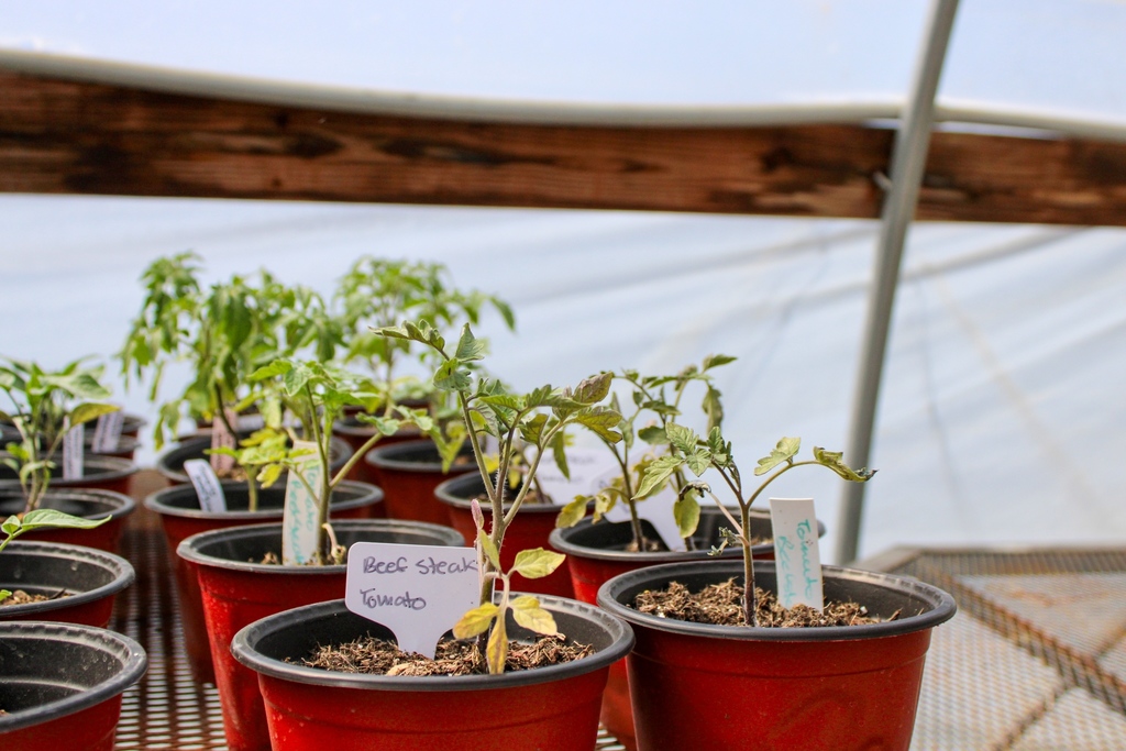 red pots with sprouting beed steak tomato plants