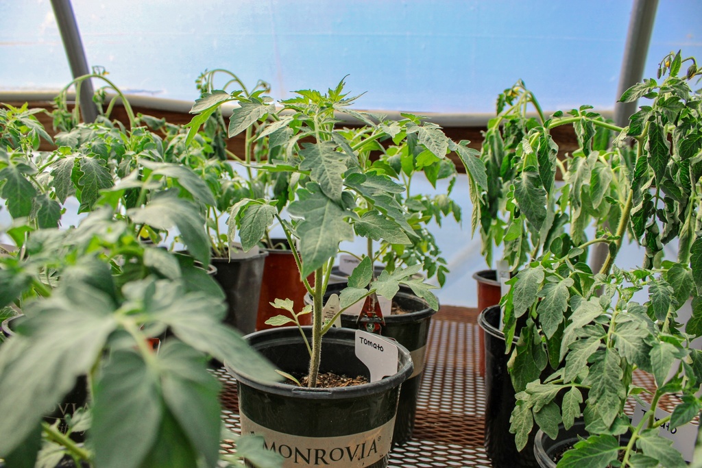 sprouting tomato plants