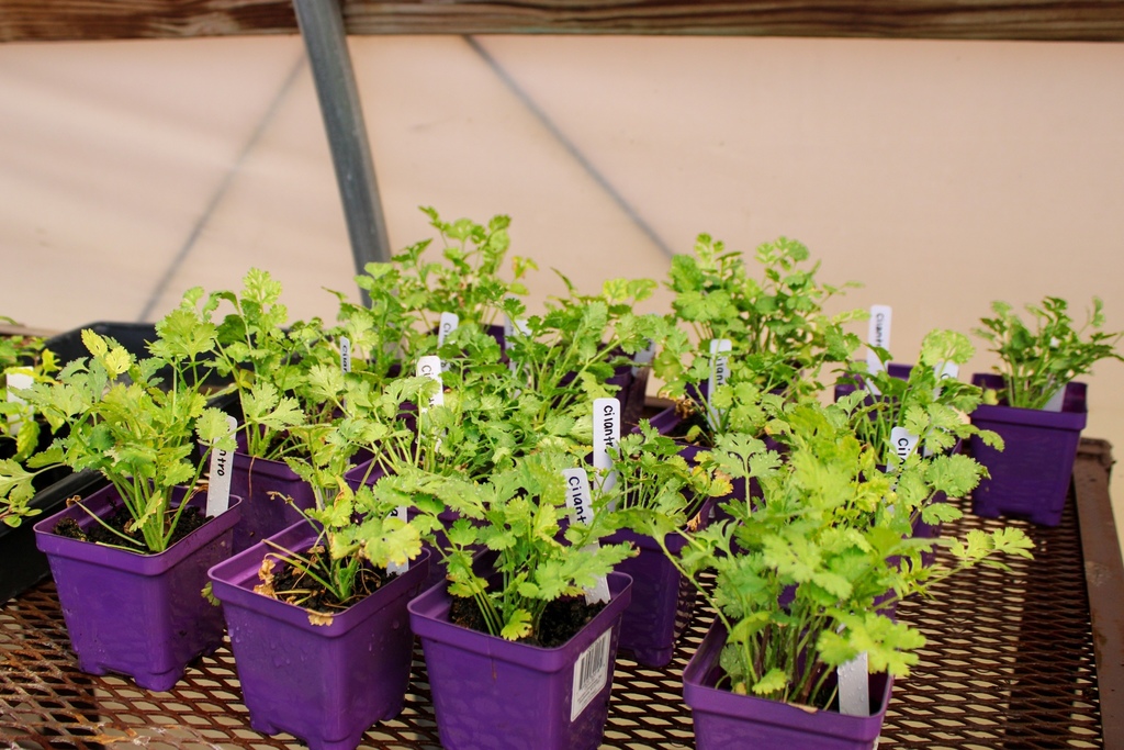 individually potted cilantro plants currently sprouting