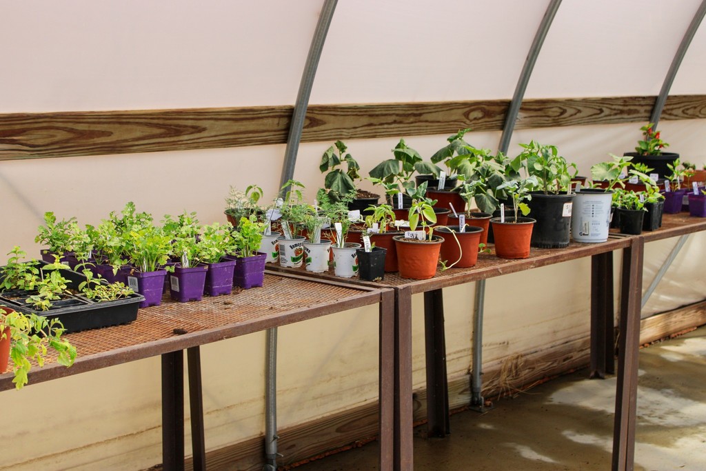 Table with variety of plants in pots