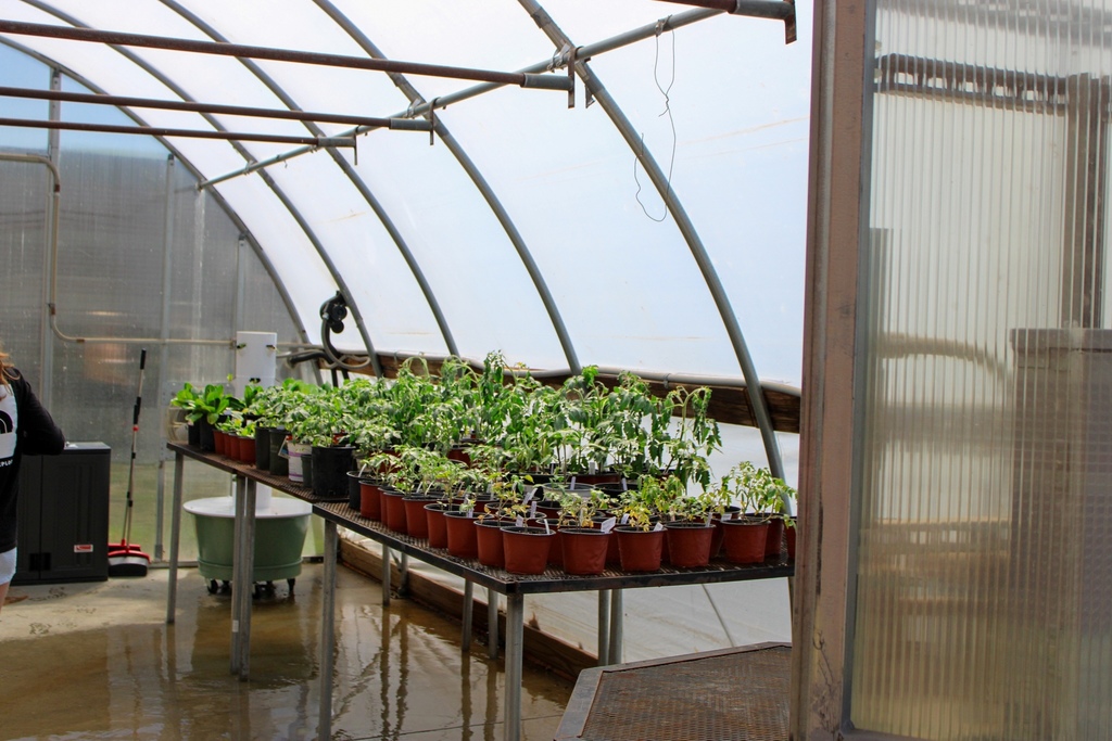 wide angle shot of individually potted plants on a shelf in a greenhouse