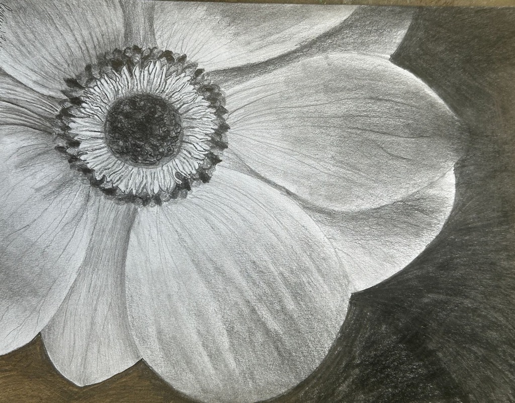 black and white pencil drawing of a flower