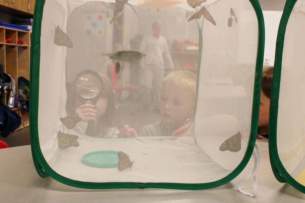 butterfly cage but you can see two students on the other side. One is holding a magnifying glass