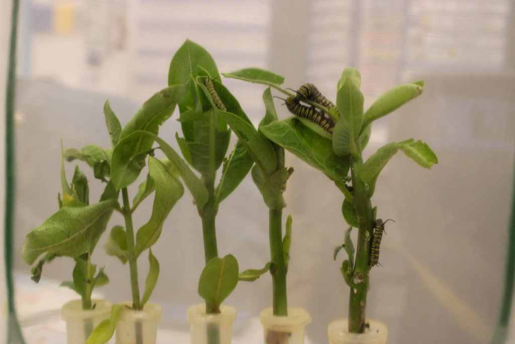 Monarch caterpillars on milkweed