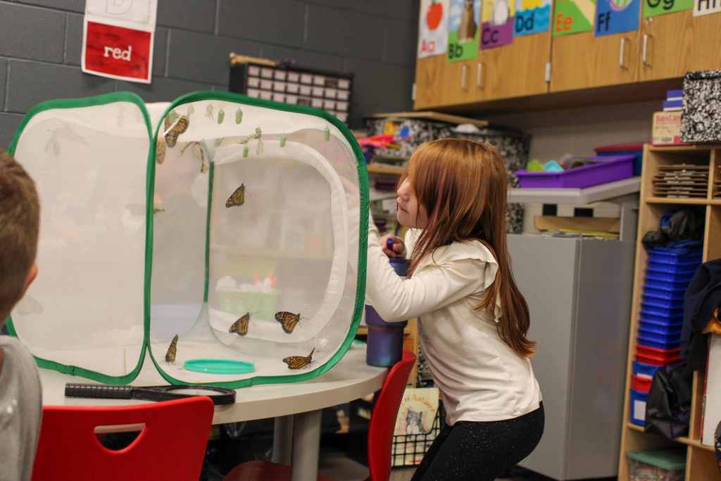 student gazing into the butterfly cage