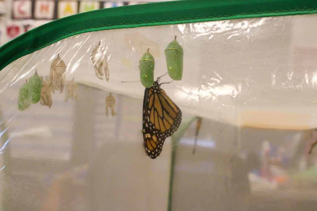 monarcyh Butterfly hanging from the butterfly cage and next to several crysallis'