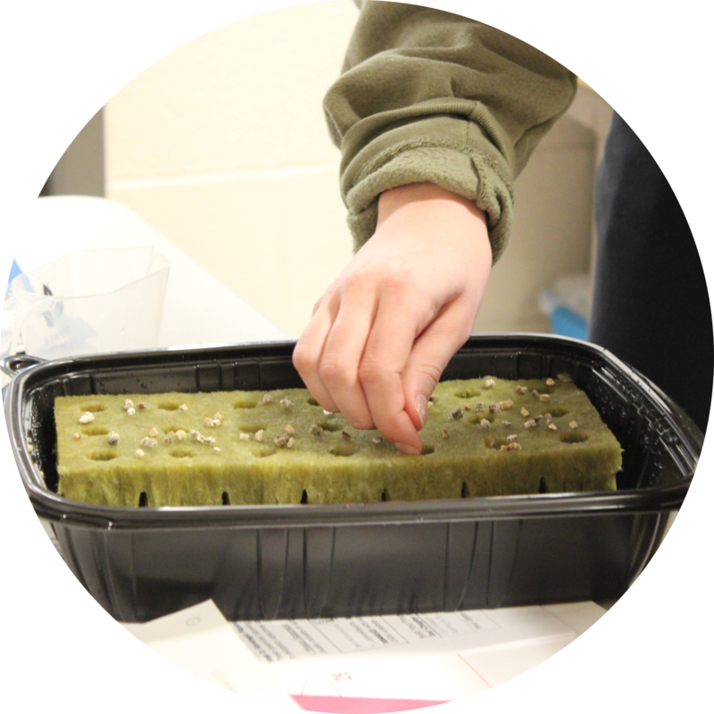 Myah setting up rockwool