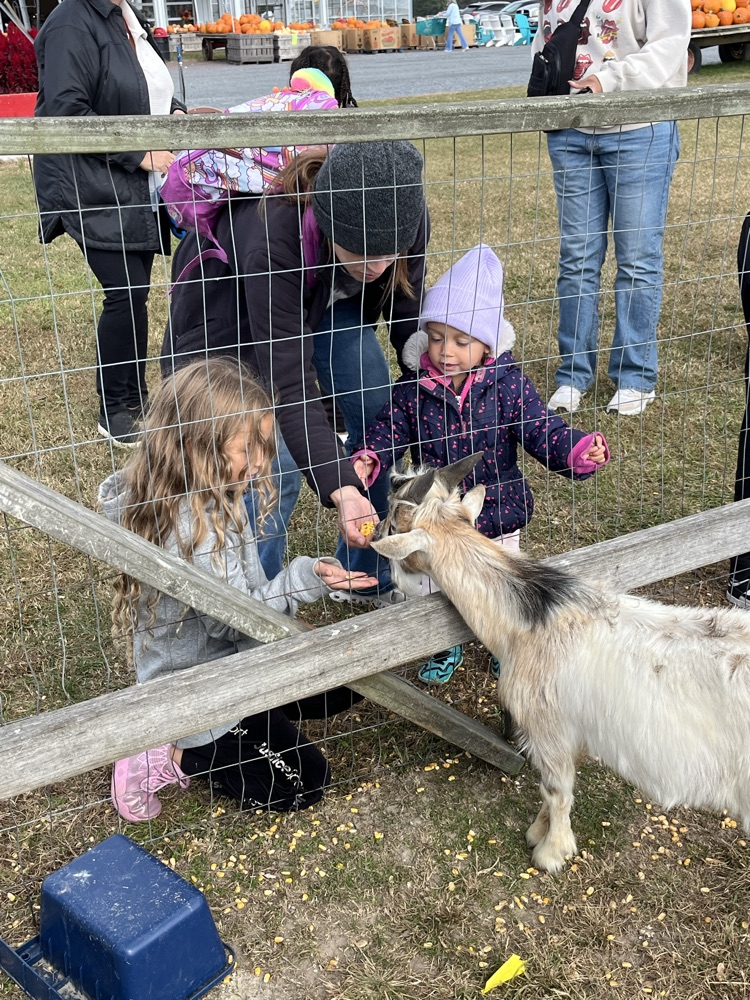 girl feeding goat
