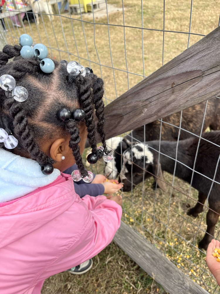 kid feeding goat